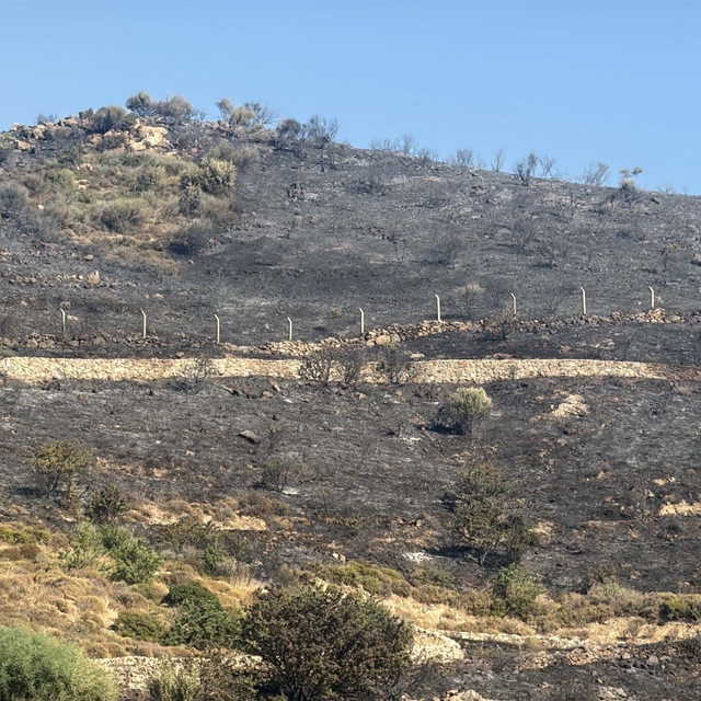 Bodrum'da otluk ve makilik alanda yangın (3)