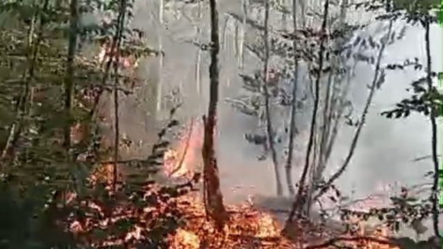 Bursa'da orman yangını