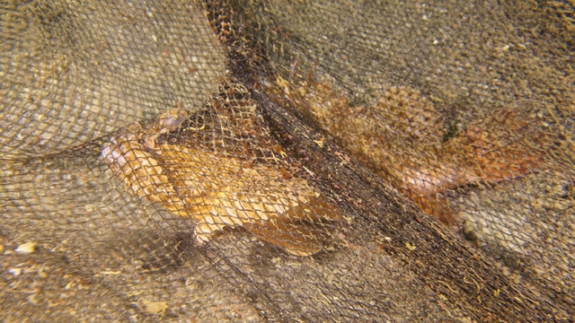 Galeri