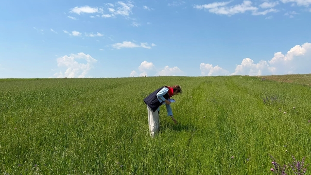 Kars'ta yem bitkileri tespit çalışmaları aralıksız sürüyor