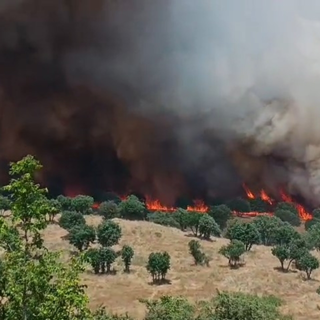 Diyarbakır'da 2 ayda çıkan yangınlarda 100 bin hektar alan zarar gördü