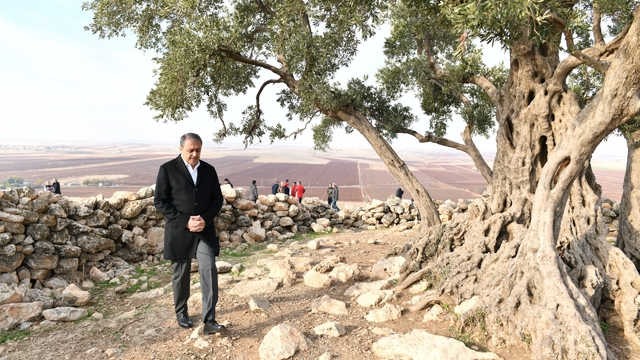 Şanlıurfa'da 1314 yıllık zeytin ağacının çevre düzenlemesi yapılıyor