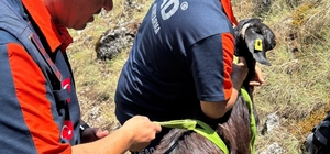 Dağda mahsur kalan keçiler kurtarıldı