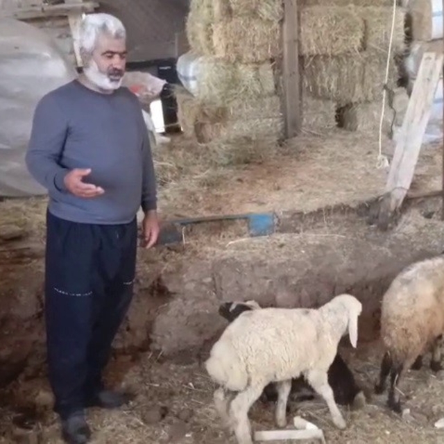 Kurtlar ağıla girdi: 14 koyun telef oldu, 30 hayvan kayboldu