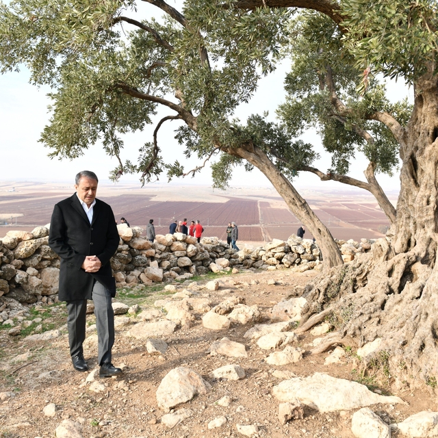 Şanlıurfa'da 1314 yıllık zeytin ağacının çevre düzenlemesi yapılıyor