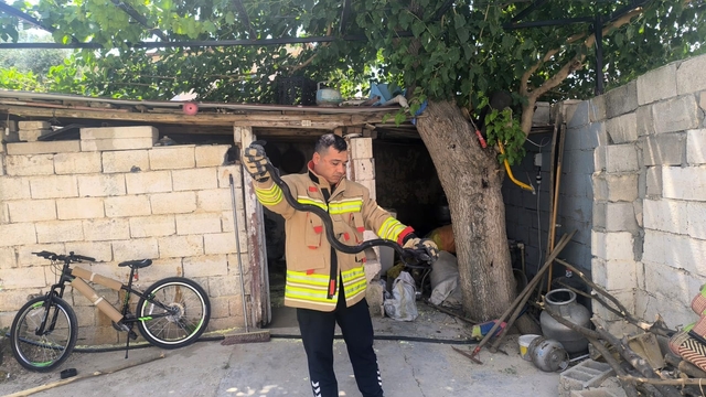 Evin bahçesinde görülen 2 karayılan paniğe neden oldu