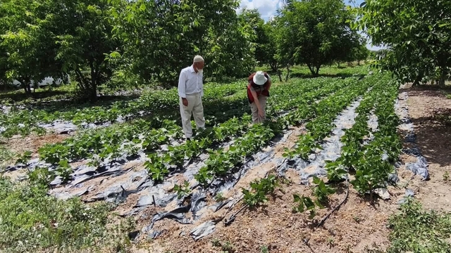 Kütahya'da nohut ve barbunya demonstrasyon alanlarında inceleme