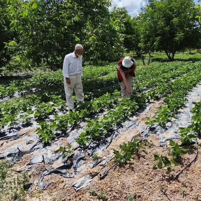Kütahya'da nohut ve barbunya demonstrasyon alanlarında inceleme