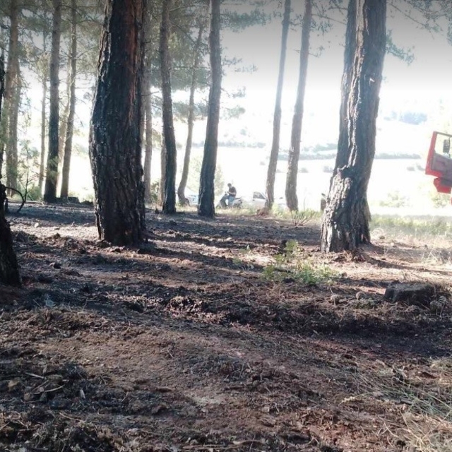 Tavşanlı'da erken müdahale ormanı kurtardı