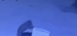 Ayı ailesinin çöp konteyneri ile oyunu