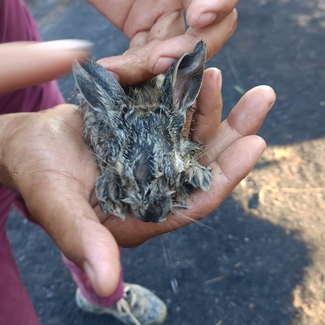 Orman yangınında alevlerin arasında kalan 3 yavru tavşan kurtarıldı