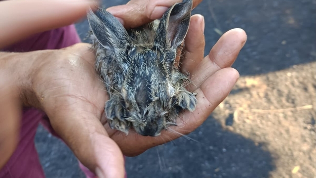 Orman yangınında alevlerin arasında kalan 3 yavru tavşan kurtarıldı