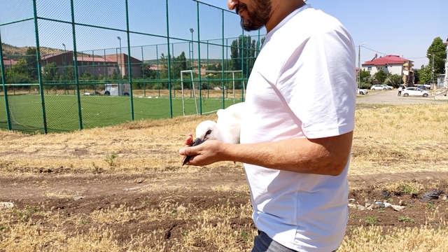 Defalarca yuvadan düşen yavru leylek doğaya bırakıldı