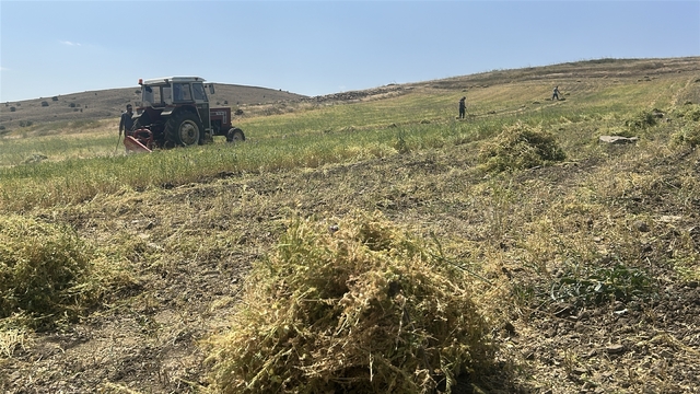 Yozgat'ta mercimek hasadı başladı, çiftçinin yüzü güldü, verim beklentisi yükseldi