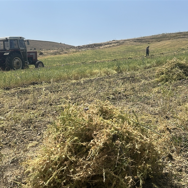 Yozgat'ta mercimek hasadı başladı, çiftçinin yüzü güldü, verim beklentisi y...