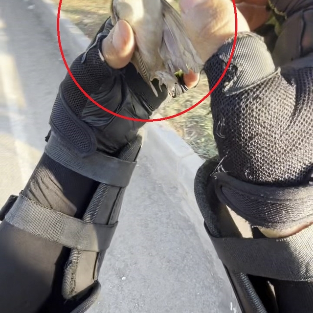 Motokurye, ağzındaki buğday tanesini çıkardığı serçeyi kurtardı