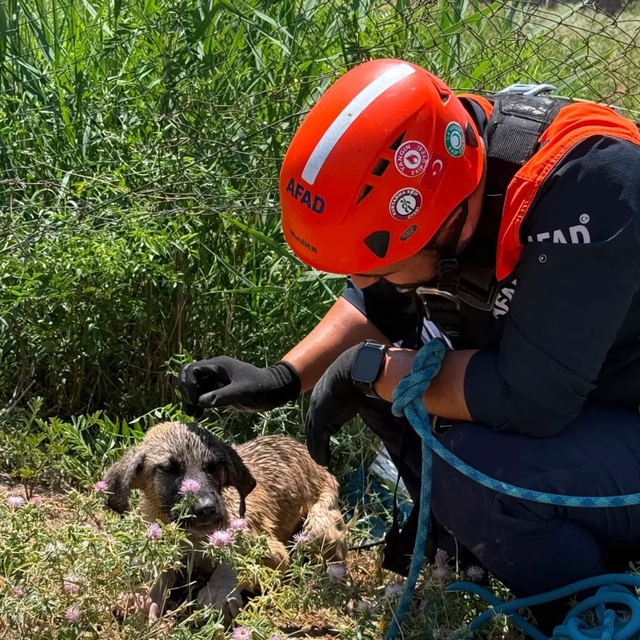 Siirt'te kuyuya düşen köpek kurtarıldı
