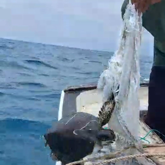 Denize atılan çuvala dolanarak hayat mücadelesi veren caretta carettayı bal...