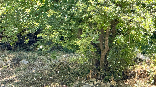 Polenler köyü beyaz örtüyle kapladı