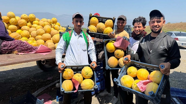 Hatay'da kavun hasadı başladı; tarlada kilosu 22 TL
