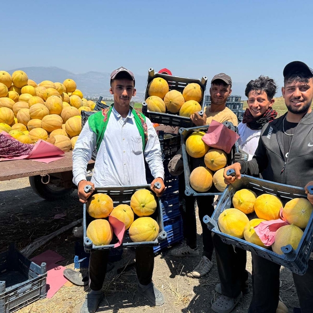 Hatay'da kavun hasadı başladı; tarlada kilosu 22 TL