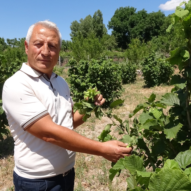 Bozkırın ortasında fındık yetiştirdi