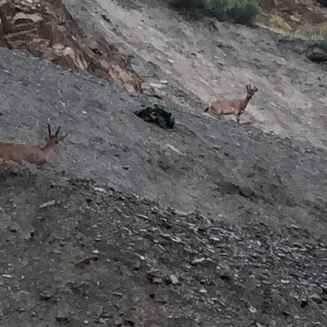 Hakkari'de dağ keçileri görüntülendi