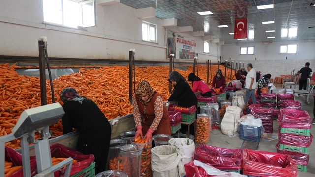 Havuç üretiminin yüzde 67'si Konya'dan
Konya'da üretilen havuç dünya sofralarına da uzanıyor