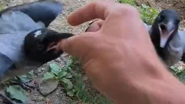 Şefkatle büyüttüğü kargalar onu kapıda karşılıyor
Yuvasız kalan kargalara yuva oldu