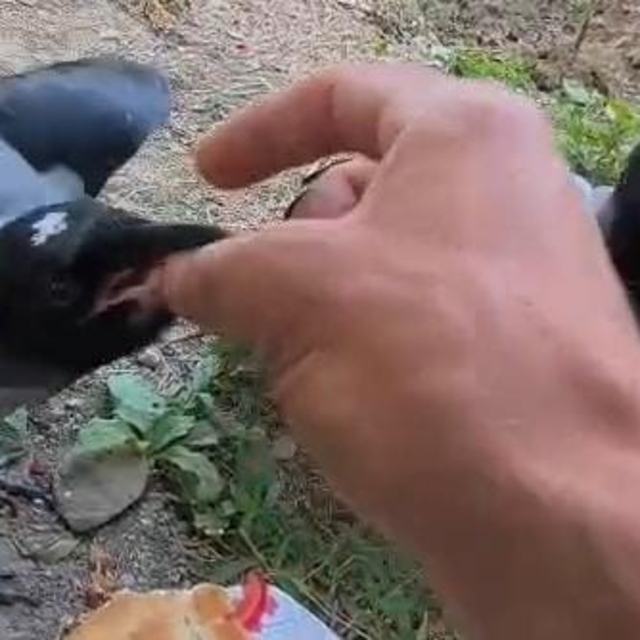 Şefkatle büyüttüğü kargalar onu kapıda karşılıyor
Yuvasız kalan kargalara y...