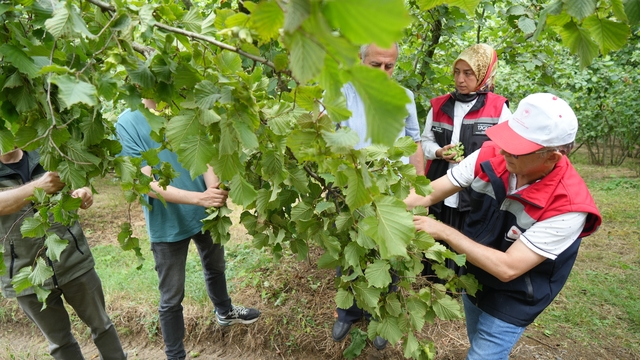 Samsun'da fındıkta rekolte mesaisi: Bahçelerde sayım başladı