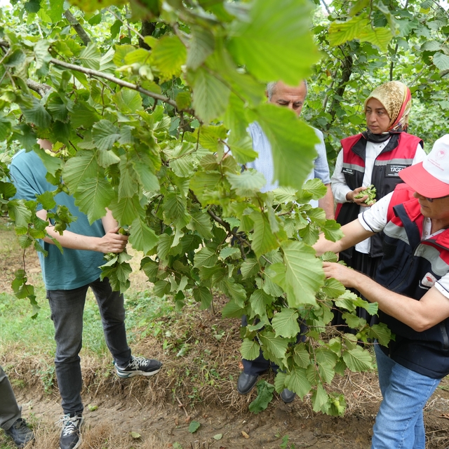 Samsun'da fındıkta rekolte mesaisi: Bahçelerde sayım başladı