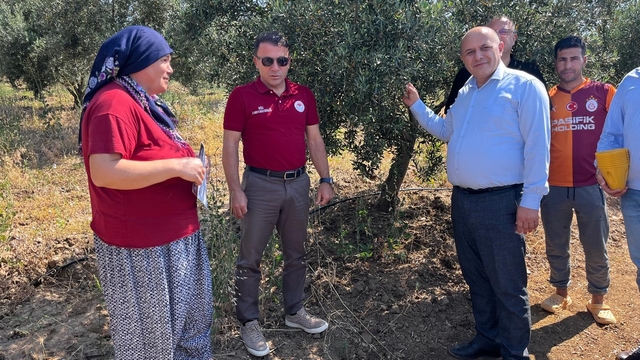 Buldan'da zeytin sineğine karşı fenomen tuzak dağıtıldı