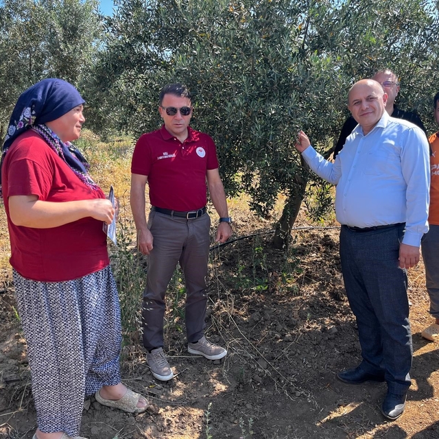 Buldan'da zeytin sineğine karşı fenomen tuzak dağıtıldı