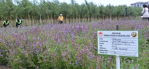 Tıbbi ve aromatik bitkiler, Şifa Bahçeleri Projesi ile yaygınlaştırılıyor