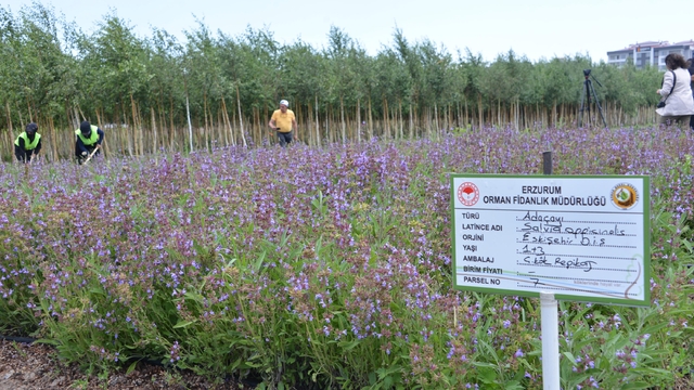 Tıbbi ve aromatik bitkiler, Şifa Bahçeleri Projesi ile yaygınlaştırılıyor