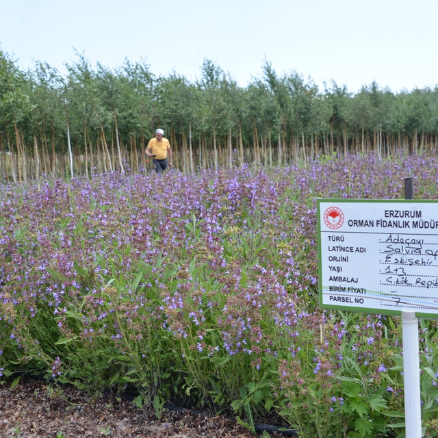 Tıbbi ve aromatik bitkiler, Şifa Bahçeleri Projesi ile yaygınlaştırılıyor