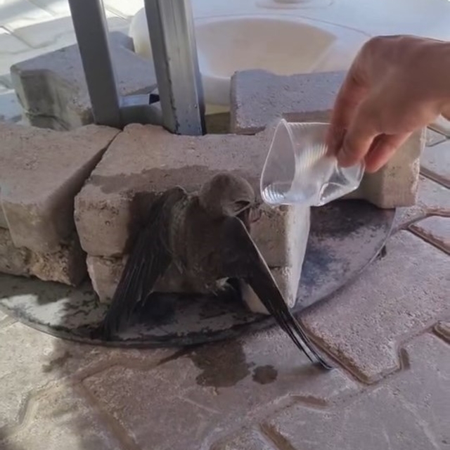 Sıcaktan bitkin düşen ebabil, su ile yeniden hayata tutundu