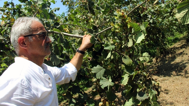 Fındıkta hasat öncesi fiyatlar geriledi, gözler alım fiyatında
