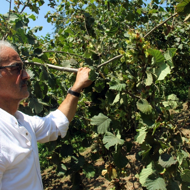 Fındıkta hasat öncesi fiyatlar geriledi, gözler alım fiyatında