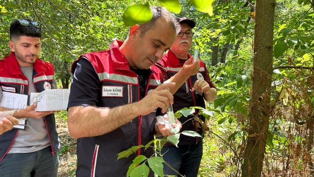 Edirne'de 'kahverengi kokarca'ya karşı doğaya 728 'samuray arıcığı' salındı