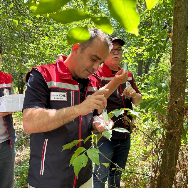 Edirne'de 'kahverengi kokarca'ya karşı doğaya 728 'samuray arıcığı' salındı
