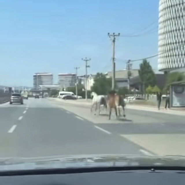 Bursa'da başıboş atlar trafiği tehlikeye attı