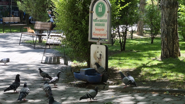Susayan onlarca güvercin, köpekler için konulan suyu içti
"Susuyorlar, söyleyemiyorlar" yazısı ile susayan onlarca güvercin aynı karede