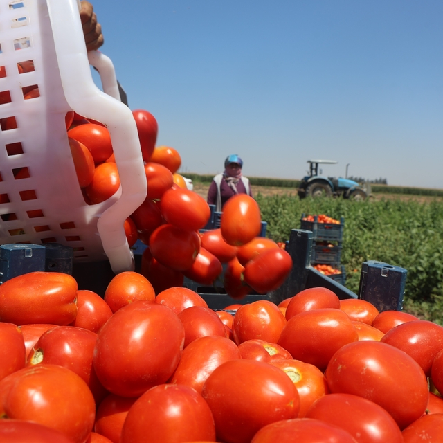 Zorlu mesaiyle kavurucu sıcaklıkta hasadı yapılan domates tarlada 15 TL'den...