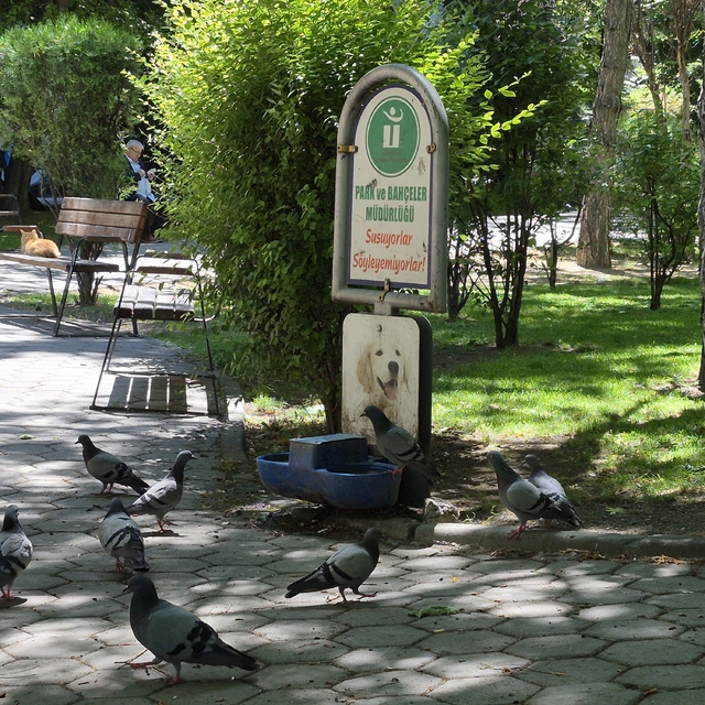 Susayan onlarca güvercin, köpekler için konulan suyu içti
"Susuyorlar, söyl...