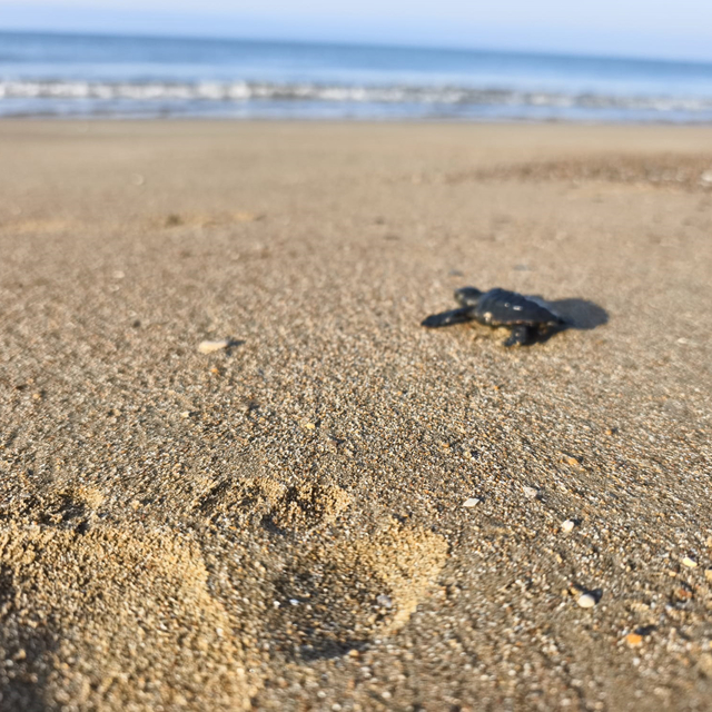 2026'nın ilk caretta yavruları denizle buluştu