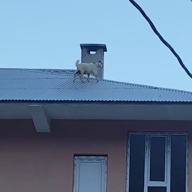 Yaramazlığın bu kadarı: Çatıya çıkan iki keçi mahalleliyi ayağa kaldırdı