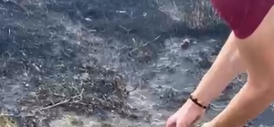 Alevlerin arasından kurtardıkları kaplumbağayı serinlettiler