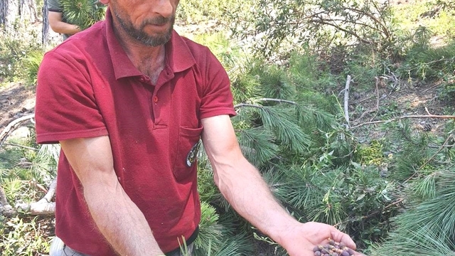 Kütahya'da karaçam ormanları için "Bol Tohum Yılı" müjdesi